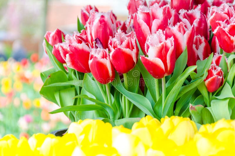 κήπος keukenhof Πλαισιωμένες κόκκινες τουλίπες στοκ εικόνες κήπος keukenhof Πλαισιωμένες κόκκινες τουλίπες στοκ εικόνες