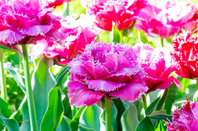κήπος keukenhof Πλαισιωμένες πορφυρές τουλίπες στοκ φωτογραφίες με δικαίωμα ελεύθερης χρήσης κήπος keukenhof Πλαισιωμένες πορφυρές τουλίπες στοκ φωτογραφίες με δικαίωμα ελεύθερης χρήσης