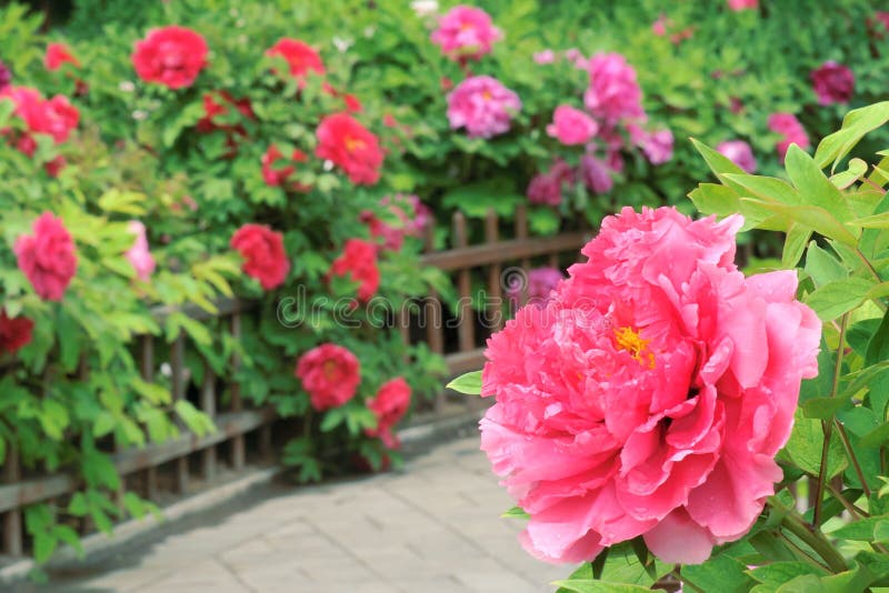 Κήπος Peony στοκ φωτογραφία με δικαίωμα ελεύθερης χρήσης