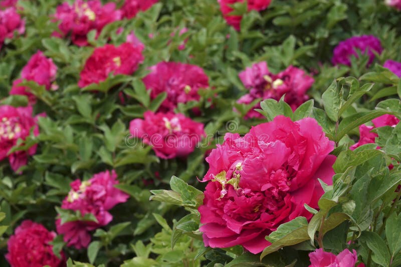 Κήπος Peony στοκ φωτογραφία