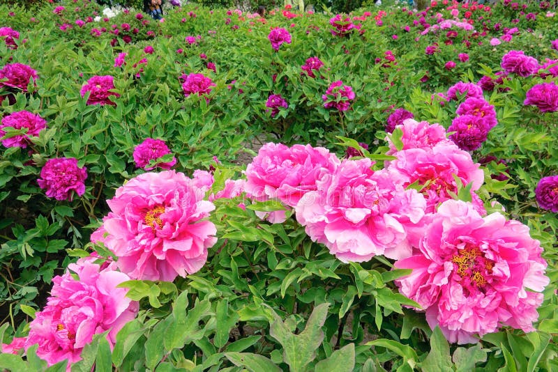 Κήπος Peony στοκ φωτογραφίες με δικαίωμα ελεύθερης χρήσης