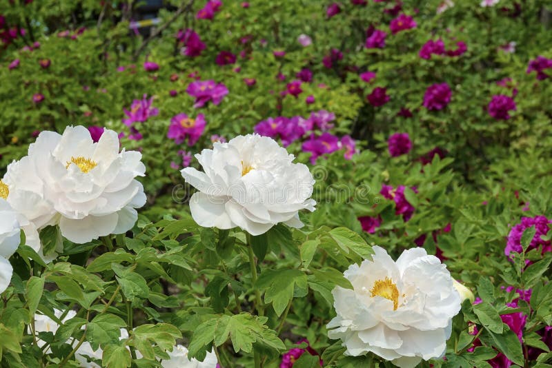 Κήπος Peony στοκ φωτογραφία
