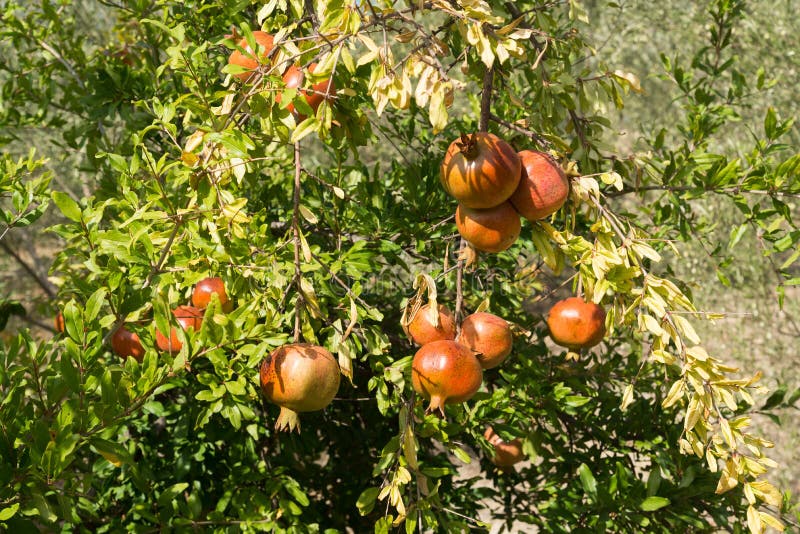 Κήπος με ρόδια Σχεδόν ώριμη συγκομιδή Λαμπερή ηλιόλουστη ημέρα Μικρός αριθμός φρούτων στοκ εικόνες Κήπος με ρόδια Σχεδόν ώριμη συγκομιδή Λαμπερή ηλιόλουστη ημέρα Μικρός αριθμός φρούτων στοκ εικόνες