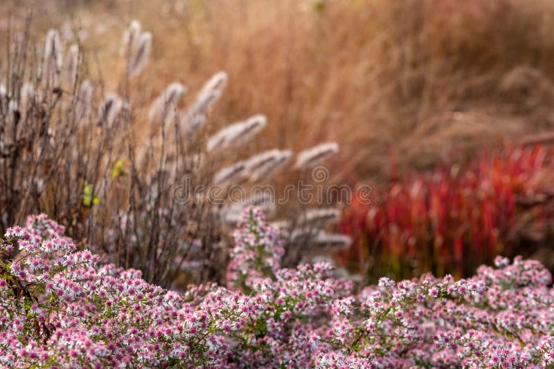 The stunning garden at Hauser & Wirth Gallery named the Oudolf Field, at Durslade Farm, Somerset UK. Designed by landscape artist Piet Oudolf. Photographed in autumn. The stunning garden at Hauser & Wirth Gallery named the Oudolf Field, at Durslade Farm, Somerset UK. Designed by landscape artist Piet Oudolf. Photographed in autumn.