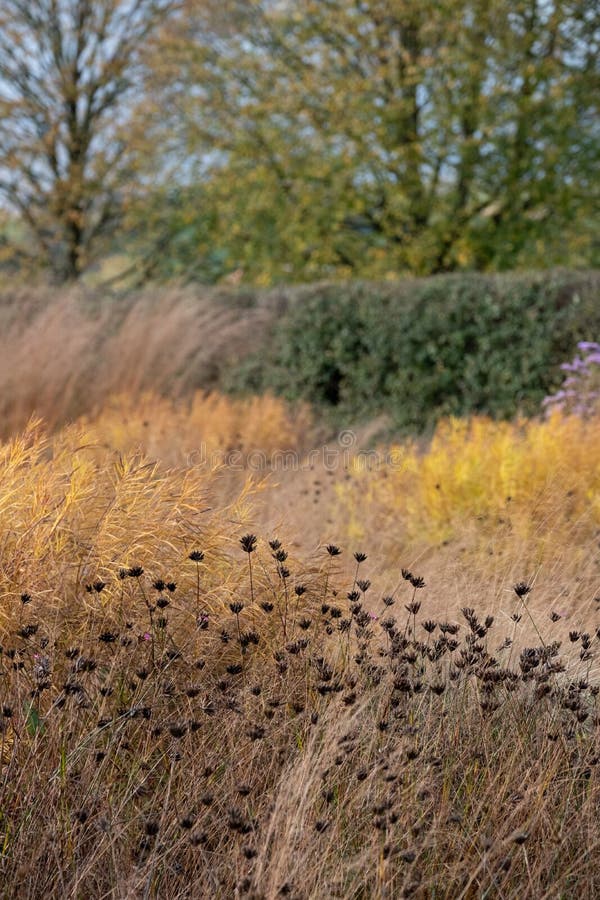 Garden at Hauser & Wirth named the Oudolf Field, at Durslade Farm, Bruton, Somerset UK. Designed by landscape artist Piet Oudolf, photographed in autumn. Garden at Hauser & Wirth named the Oudolf Field, at Durslade Farm, Bruton, Somerset UK. Designed by landscape artist Piet Oudolf, photographed in autumn.