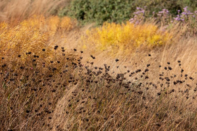 Garden at Hauser & Wirth named the Oudolf Field, at Durslade Farm, Bruton, Somerset UK. Designed by landscape artist Piet Oudolf, photographed in autumn. Garden at Hauser & Wirth named the Oudolf Field, at Durslade Farm, Bruton, Somerset UK. Designed by landscape artist Piet Oudolf, photographed in autumn.