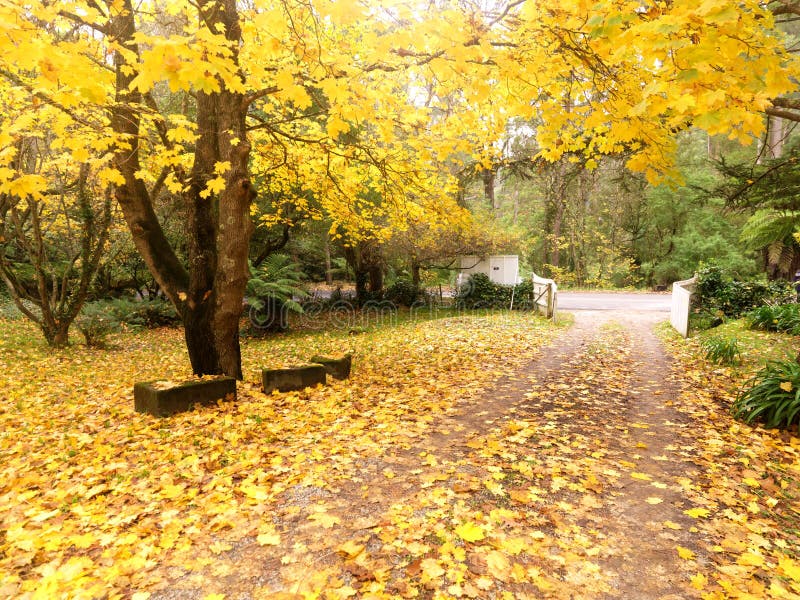 Golden autumn garden on the town of Olinda Australia. Golden autumn garden on the town of Olinda Australia