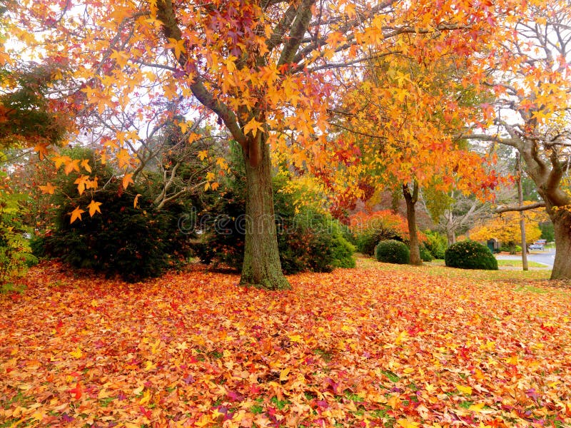 Golden autumn garden on the town of Olinda Australia. Golden autumn garden on the town of Olinda Australia