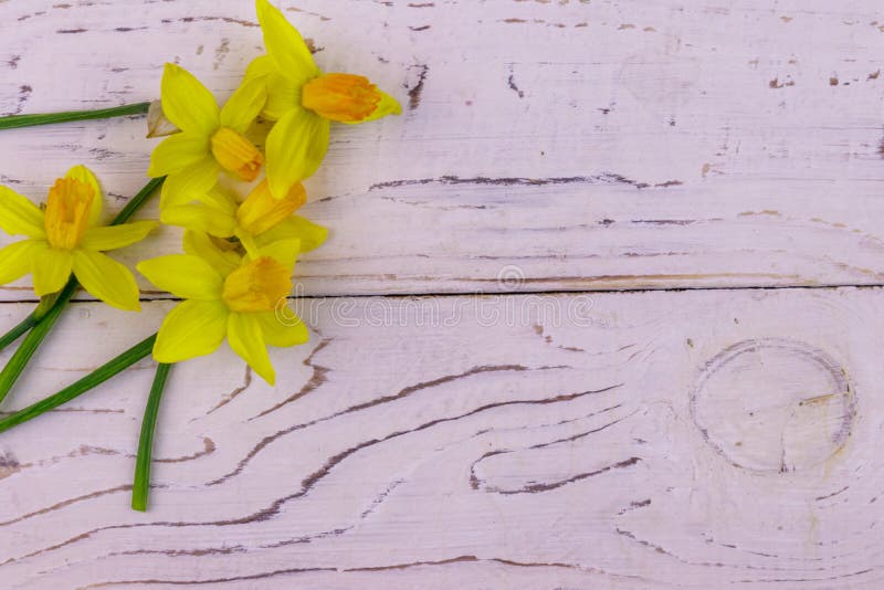 Κίτρινα daffodil άνθη σε λευκό ξύλινο φόντο Ευχετήριες κάρτες για τη γιορτή του Αγίου Βαλεντίνου, τη γιορτή των γυναικών και τη γ. Κίτρινα daffodil λουλούδια σε λευκό ξύλινο φόντο Ευχετήριες κάρτες για τη γιορτή του Αγίου Βαλεντίνου, τη γιορτή των γυναικών και τη γιορτή της μητέρας Επάνω όψη, αντιγραφή χώρου