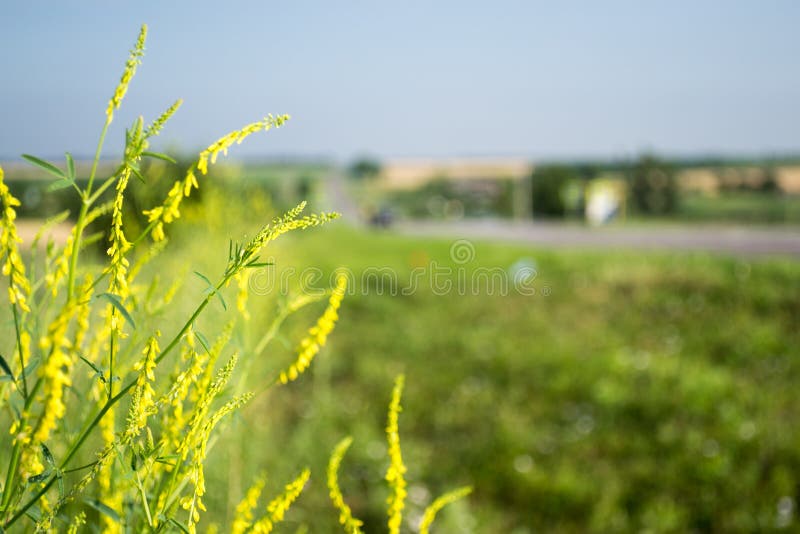 Κίτρινα wildflowers αισθητά και πίσω έξω θολωμένος στοκ φωτογραφίες Κίτρινα wildflowers αισθητά και πίσω έξω θολωμένος στοκ φωτογραφίες
