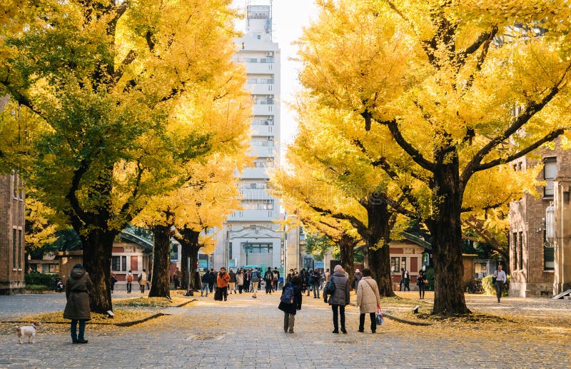 Κίτρινα δέντρα ginkgo στην αίθουσα συνεδριάσεων Yasuda, το πανεπιστήμιο του Τόκιο, Ιαπωνία στοκ φωτογραφία με δικαίωμα ελεύθερης χρήσης Κίτρινα δέντρα ginkgo στην αίθουσα συνεδριάσεων Yasuda, το πανεπιστήμιο του Τόκιο, Ιαπωνία στοκ φωτογραφία με δικαίωμα ελεύθερης χρήσης