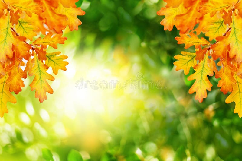 Κίτρινα δρύινα φύλλα στο πράσινο θολωμένο bokeh υπόβαθρο κοντά επάνω, χρυσό φύλλωμα φύσης φθινοπώρου δασικό την ηλιόλουστη ημέρα, στοκ εικόνες με δικαίωμα ελεύθερης χρήσης Κίτρινα δρύινα φύλλα στο πράσινο θολωμένο bokeh υπόβαθρο κοντά επάνω, χρυσό φύλλωμα φύσης φθινοπώρου δασικό την ηλιόλουστη ημέρα, στοκ εικόνες με δικαίωμα ελεύθερης χρήσης
