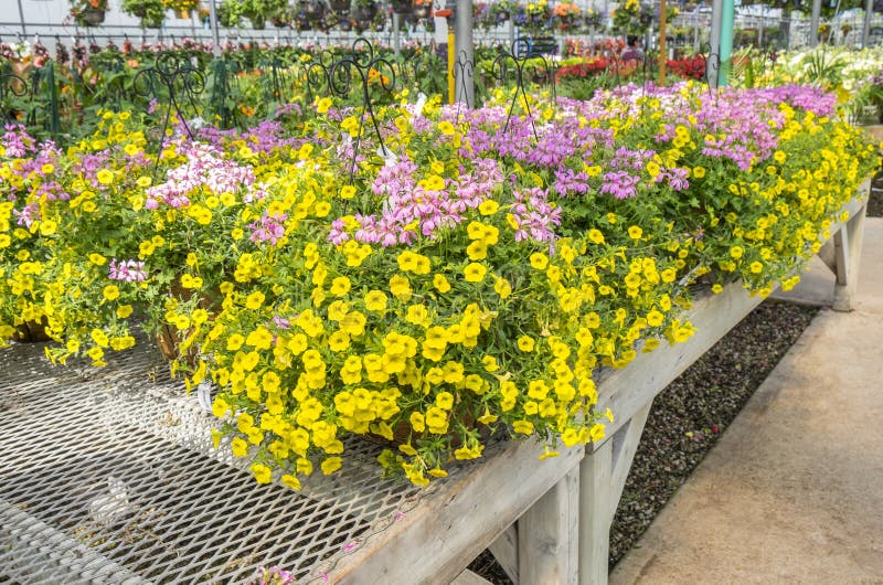 Yellow and Pink Flowers in Hanging Planters in a Plant Nursery #2. Yellow and Pink Flowers in Hanging Planters in a Plant Nursery #2