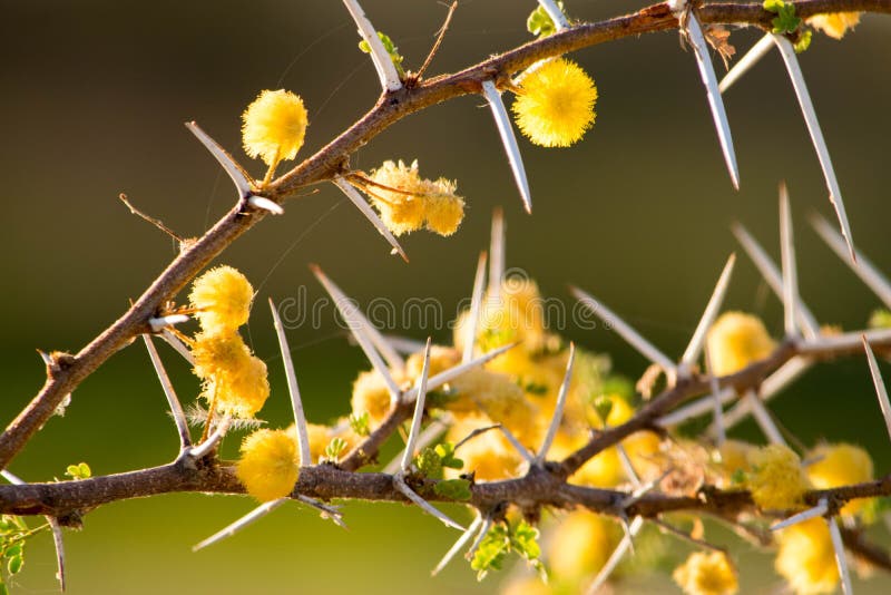 Yellow little flowers on a mandrel spotted plant during a bush safari in namibia. Yellow little flowers on a mandrel spotted plant during a bush safari in namibia