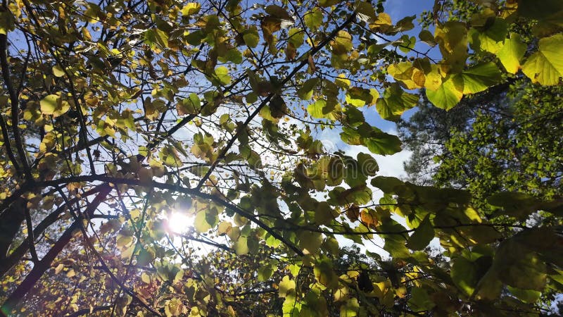 κίτρινα φθινοπωρινά φύλλα δέντρου ενάντια στον γαλάζιο ουρανό σε ηλιόλουστη μέρα ο ήλιος έλκει μέσα από το φυλλώδες φθινοπωρινό δά
