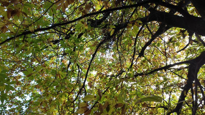 κίτρινα φθινοπωρινά φύλλα δέντρου ενάντια στον γαλάζιο ουρανό σε ηλιόλουστη μέρα ο ήλιος έλκει μέσα από το φυλλώδες φθινοπωρινό δά