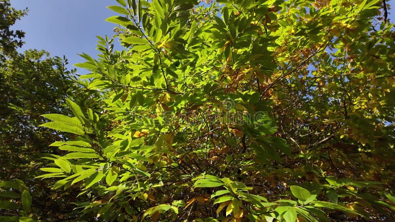 κίτρινα φθινοπωρινά φύλλα δέντρου σε φόντο του γαλάζιου ουρανού σε ηλιόλουστη μέρα φθινοπωρινή δασική κίνηση αργή κίνηση