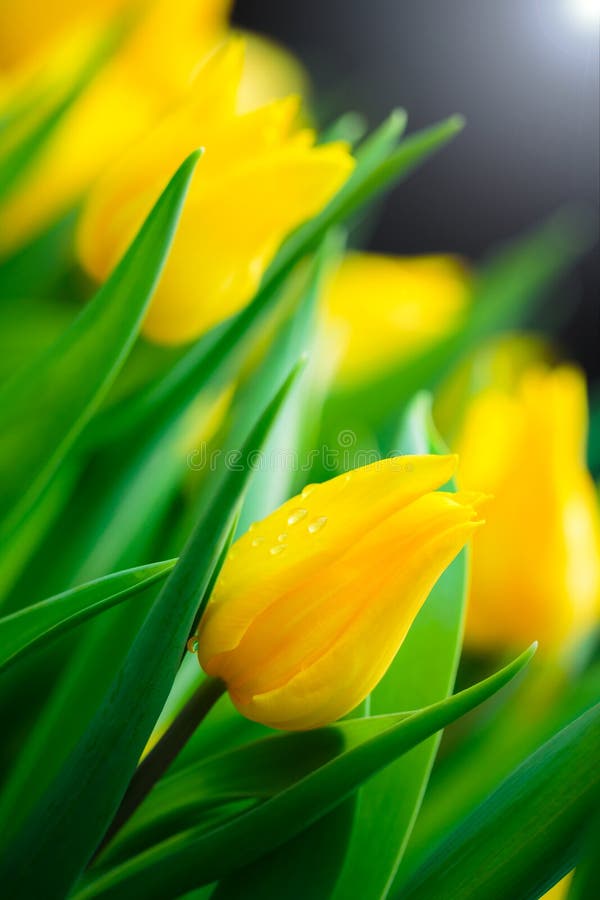 Closeup of Yellow tulip flower background. Closeup of Yellow tulip flower background