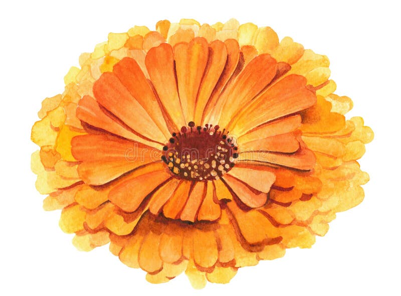 Κίτρινη και πορτοκαλιά απεικόνιση officinalis calendula λουλουδιών Watercolor ακμή και του προσώπου χορτάρι επεξεργασίας Υγειονομ ελεύθερη απεικόνιση δικαιώματος Κίτρινη και πορτοκαλιά απεικόνιση officinalis calendula λουλουδιών Watercolor ακμή και του προσώπου χορτάρι επεξεργασίας Υγειονομ ελεύθερη απεικόνιση δικαιώματος