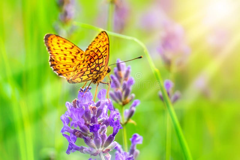 Κίτρινη και πορτοκαλιά πεταλούδα lavender στοκ εικόνες Κίτρινη και πορτοκαλιά πεταλούδα lavender στοκ εικόνες