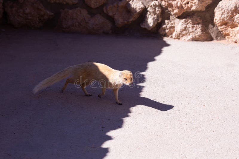 Yellow mongoose walking from the shadow into the sun in the small town of Solitaire, Namibia. Yellow mongoose walking from the shadow into the sun in the small town of Solitaire, Namibia