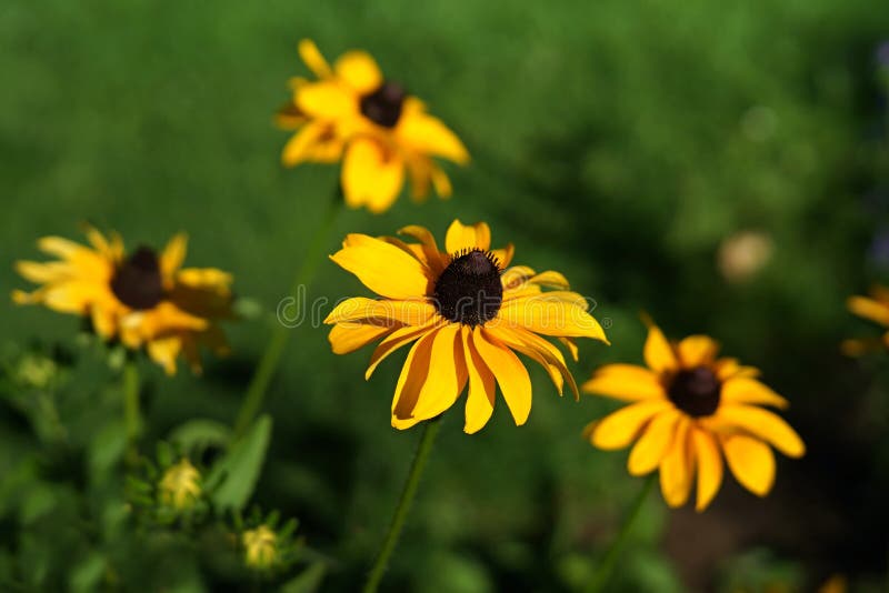 Yellow susan daisies with green background. Yellow susan daisies with green background.