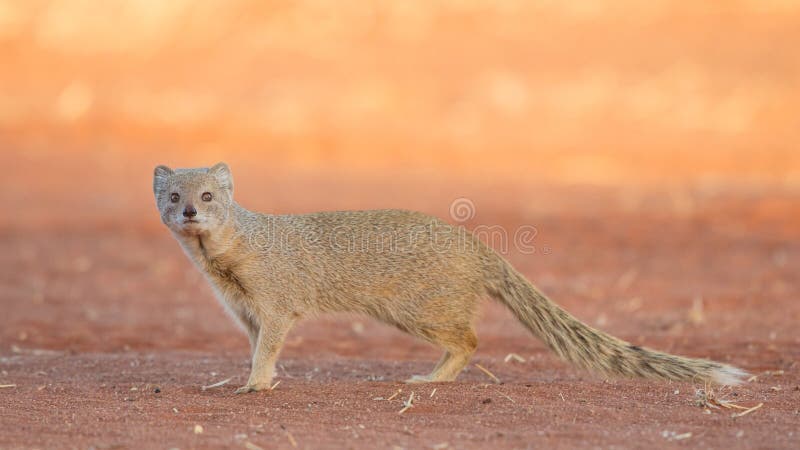 Κίτρινο mongoose στο ηλιοβασίλεμα, έρημος της Καλαχάρης, Ναμίμπια στοκ φωτογραφία Κίτρινο mongoose στο ηλιοβασίλεμα, έρημος της Καλαχάρης, Ναμίμπια στοκ φωτογραφία
