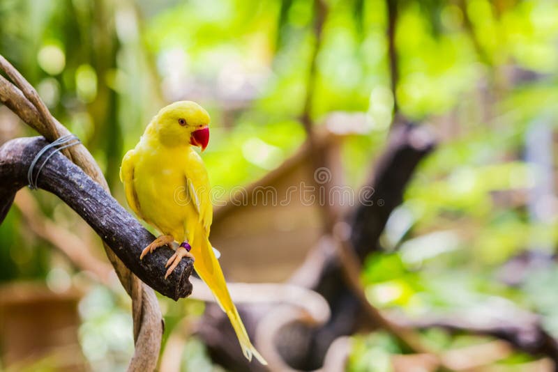 Κίτρινο Ringnecked Parakeet (krameri Psittacula). στοκ εικόνες με δικαίωμα ελεύθερης χρήσης Κίτρινο Ringnecked Parakeet (krameri Psittacula). στοκ εικόνες με δικαίωμα ελεύθερης χρήσης