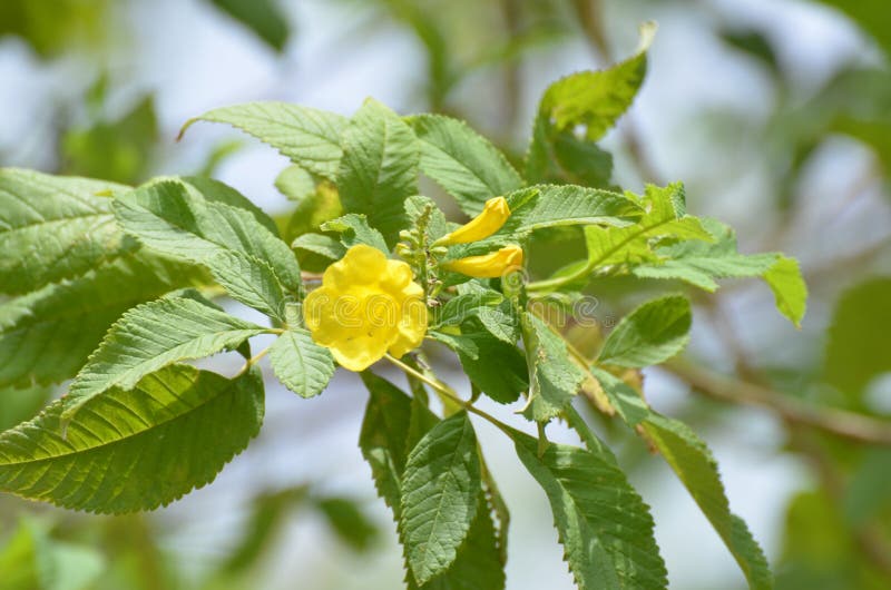 Κίτρινο λουλούδι δέντρων aurea Tabebuia gaudichaudi Tecoma στοκ εικόνες με δικαίωμα ελεύθερης χρήσης Κίτρινο λουλούδι δέντρων aurea Tabebuia gaudichaudi Tecoma στοκ εικόνες με δικαίωμα ελεύθερης χρήσης