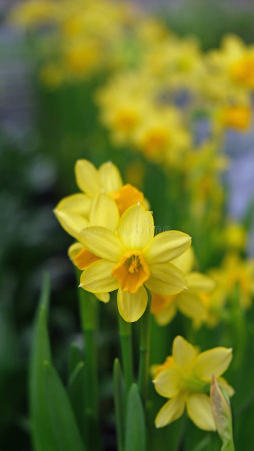 Κίτρινο λουλούδι των εγκαταστάσεων daffodil στοκ φωτογραφίες Κίτρινο λουλούδι των εγκαταστάσεων daffodil στοκ φωτογραφίες