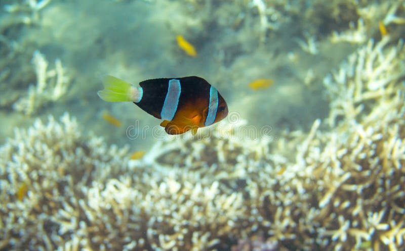 Κίτρινο μαύρο Clownfish στην ακτή Υποβρύχια φωτογραφία ψαριών κοραλλιών στοκ φωτογραφία Κίτρινο μαύρο Clownfish στην ακτή Υποβρύχια φωτογραφία ψαριών κοραλλιών στοκ φωτογραφία