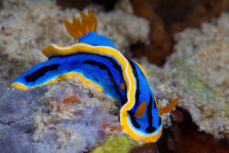 Κίτρινο, μπλε, άσπρο, πορφυρό και μαύρο nudibranch Υποβρύχιο pho στοκ εικόνες