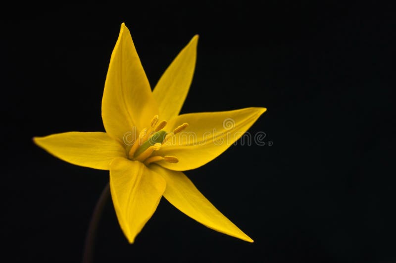 Elegant bright yellow tulip flower in the sunlight against a dark background. wilding. Elegant bright yellow tulip flower in the sunlight against a dark background. wilding