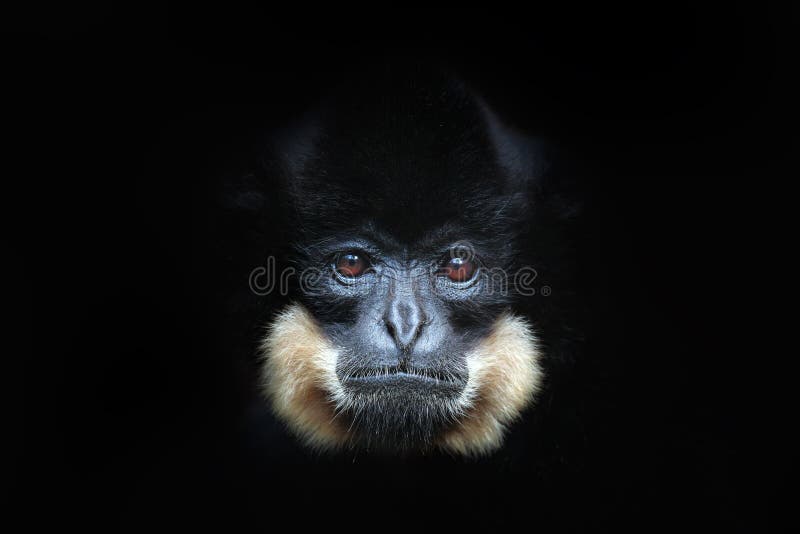 Κίτρινος-Gibbon, gabriellae Nomascus, πορτρέτο λεπτομέρειας του άγριου πιθήκου Άποψη τέχνης του όμορφου ζώου Σκοτεινό δασικό SCE στοκ εικόνες