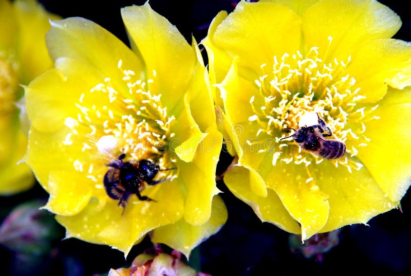 Widespread cactus species,  popular ornamental plant, prickly pear in full bloom, Opuntia ficus-indica,  prickly pear blossoms,. Widespread cactus species,  popular ornamental plant, prickly pear in full bloom, Opuntia ficus-indica,  prickly pear blossoms,