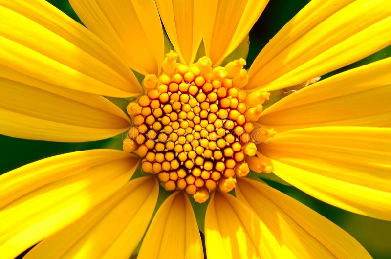Images of Yellow flower or Sunflower. Images of Yellow flower or Sunflower