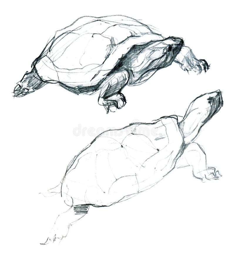 Pencil artistic sketch of two little turtles. Pencil artistic sketch of two little turtles