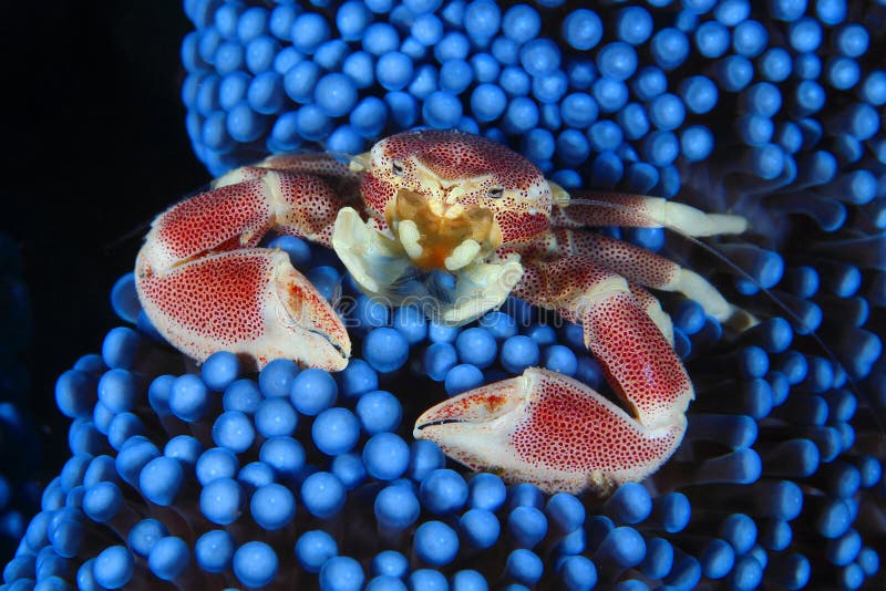 Neopetrolisthes ohshimai porcelain crab on the anemone. Neopetrolisthes ohshimai porcelain crab on the anemone