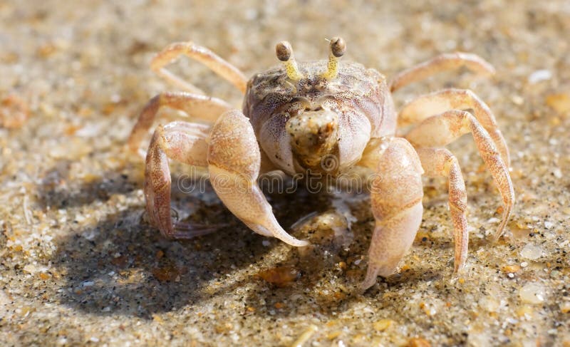Macro of a Fiddler Crab. Macro of a Fiddler Crab