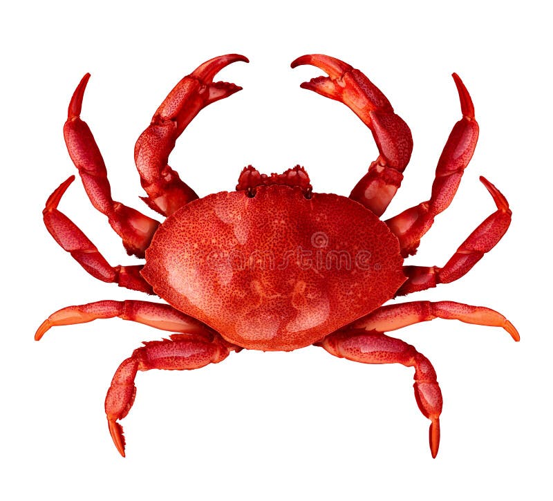 Crab isolated on a white background as fresh seafood or shellfish food concept as a complete red shell crustacean in an overhead view isolated on a white background. Crab isolated on a white background as fresh seafood or shellfish food concept as a complete red shell crustacean in an overhead view isolated on a white background.