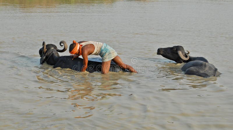 An Indian villager washes a buffalo in a pond at the Jharia district of the Jharkhand state. An Indian villager washes a buffalo in a pond at the Jharia district of the Jharkhand state.