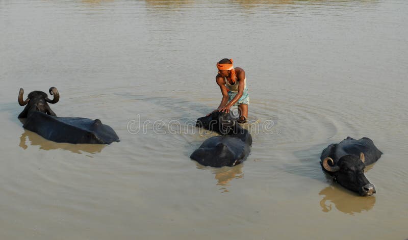 An Indian villager washes a buffalo in a pond at the Jharia district of the Jharkhand state. An Indian villager washes a buffalo in a pond at the Jharia district of the Jharkhand state.