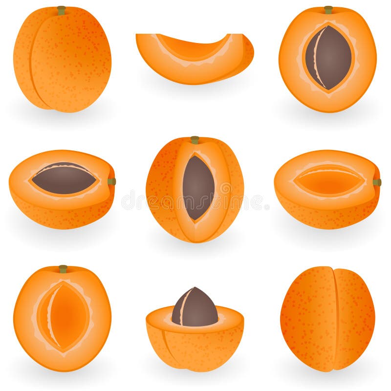 Vector illustration of sweet apricot. Vector illustration of sweet apricot