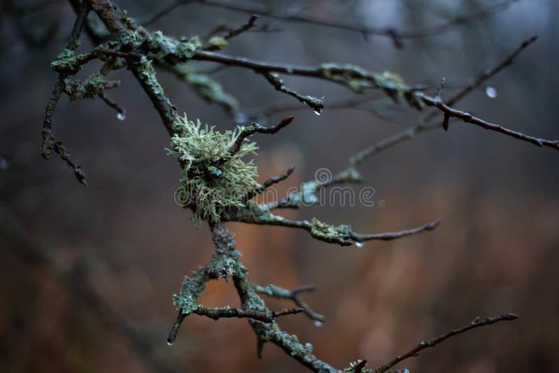 Close up picture of the branch of an old apple tree with moss. Close up picture of the branch of an old apple tree with moss