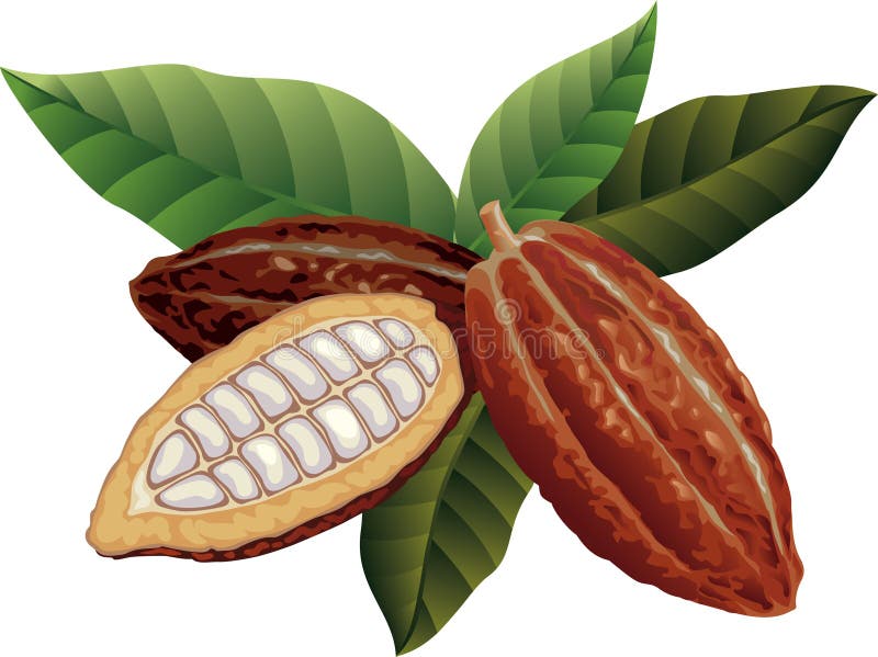 Cocoa beans with green leaves. Cocoa beans with green leaves.