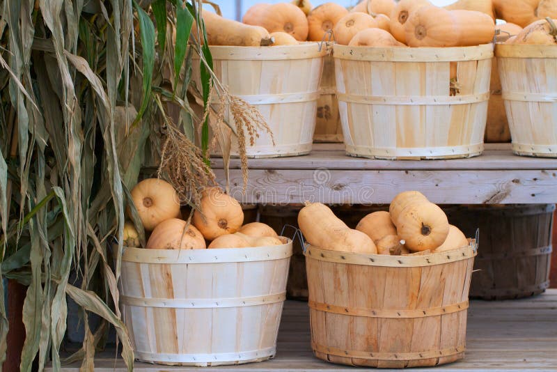 Καλάθια μπούσελ της κολοκύνθης butternut στοκ φωτογραφία με δικαίωμα ελεύθερης χρήσης