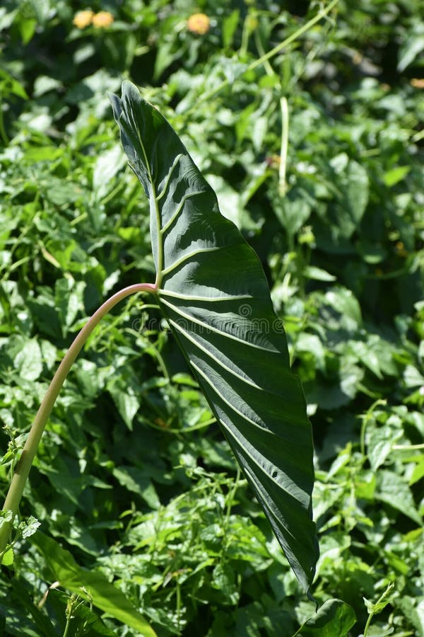 In India, Taro is may be called Arvi or Arbi, Kosu, and Kochu, depending on the region you are in. In India, Taro root is consumed as a cooked dish and its fresh leaves are also consumed. In India, Taro is may be called Arvi or Arbi, Kosu, and Kochu, depending on the region you are in. In India, Taro root is consumed as a cooked dish and its fresh leaves are also consumed.