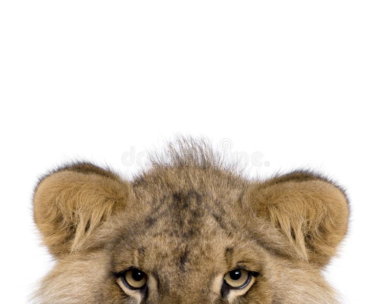 Καλλιεργημένη άποψη του λιονταριού, leo Panthera, 9 μηνών στοκ εικόνες με δικαίωμα ελεύθερης χρήσης