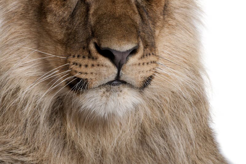 Καλλιεργημένη άποψη του λιονταριού, leo Panthera, 9 μηνών στοκ εικόνες
