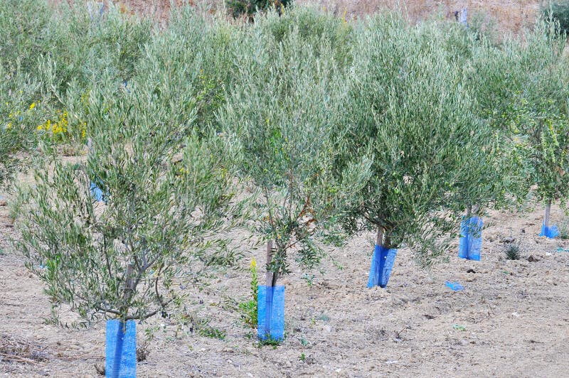 Καλλιεργημένο έδαφος με τις ακόμα μικρές ελιές στοκ φωτογραφία με δικαίωμα ελεύθερης χρήσης Καλλιεργημένο έδαφος με τις ακόμα μικρές ελιές στοκ φωτογραφία με δικαίωμα ελεύθερης χρήσης